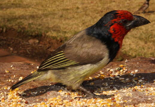 Image of Black-collared Barbet