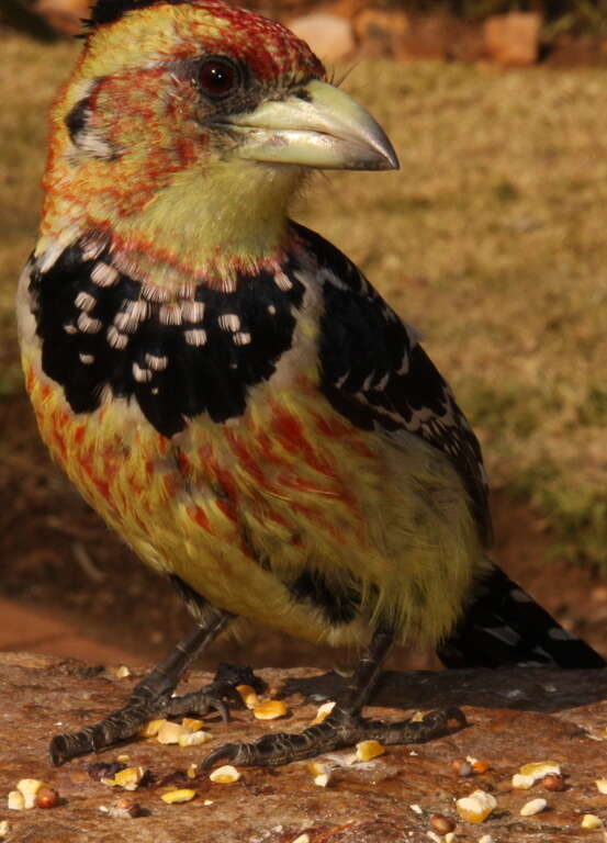 Image of Crested Barbet