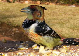Image of Crested Barbet