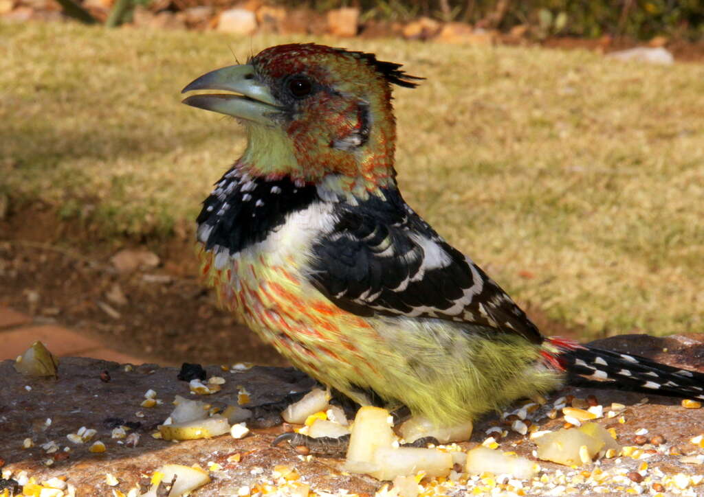 Image of Crested Barbet