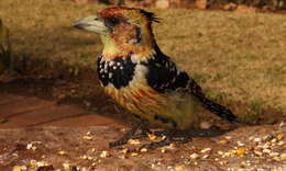 Image of Crested Barbet