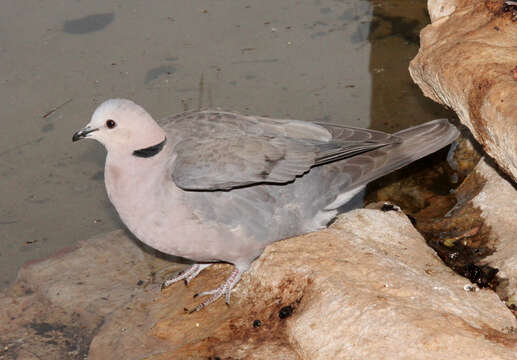 Image of Red-eyed Dove