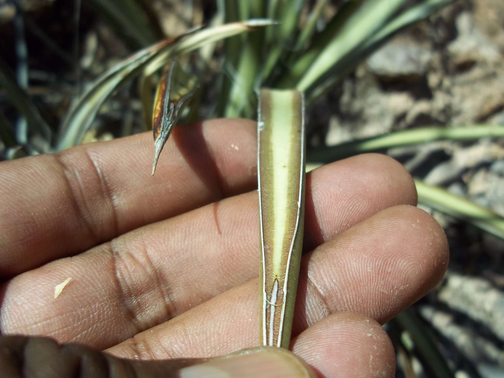 Imagem de Agave felgeri Gentry