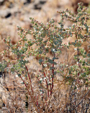 Image of Parry's Saltbush