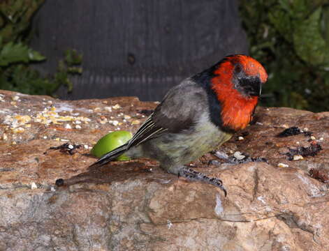 Image of Black-collared Barbet