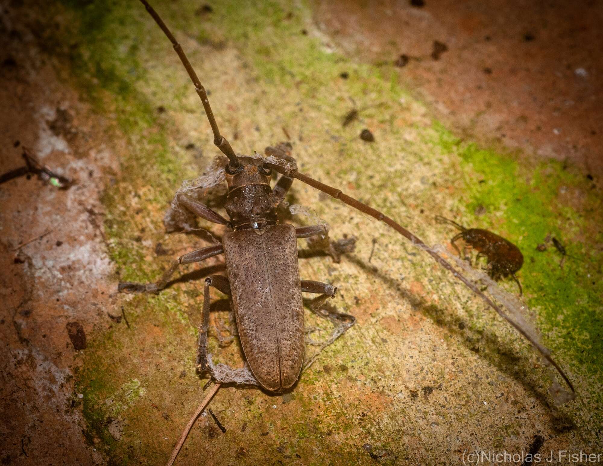 Image of Acalolepta aurosericea (Breuning 1936)