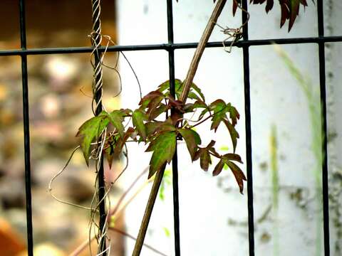 Image of Clematis brevicaudata DC.