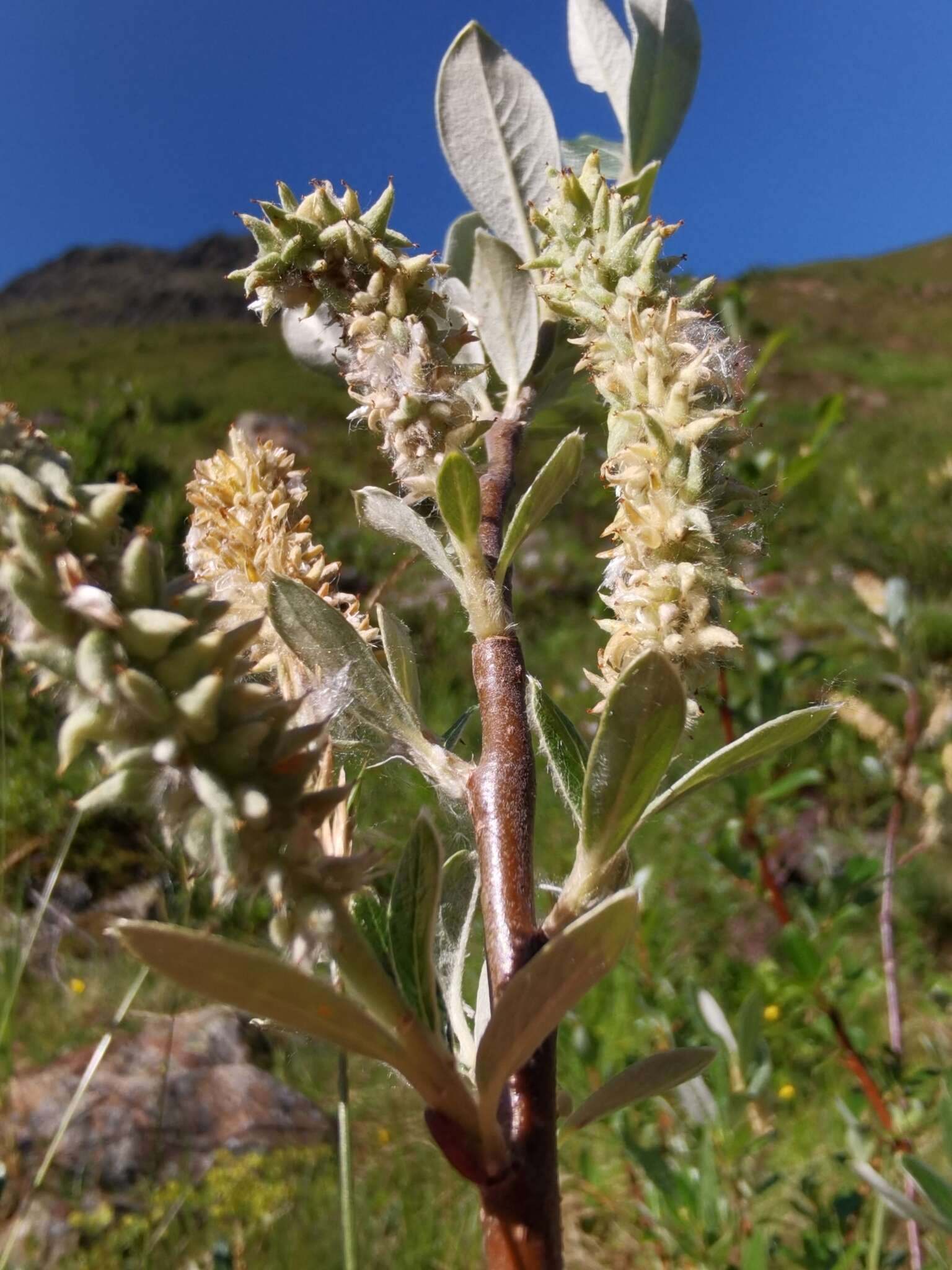 Image de Saule de Suisse