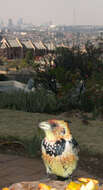 Image of Crested Barbet