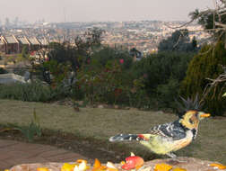 Image of Crested Barbet