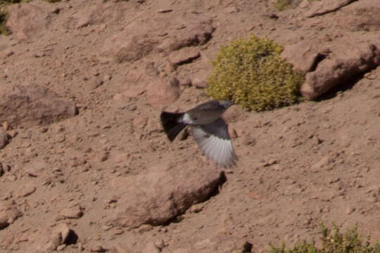 Image of Rufous-naped Ground Tyrant