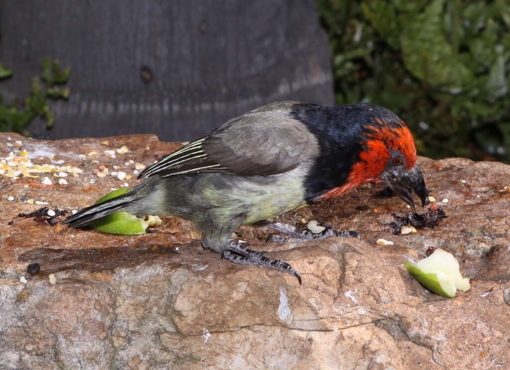 Image of Black-collared Barbet