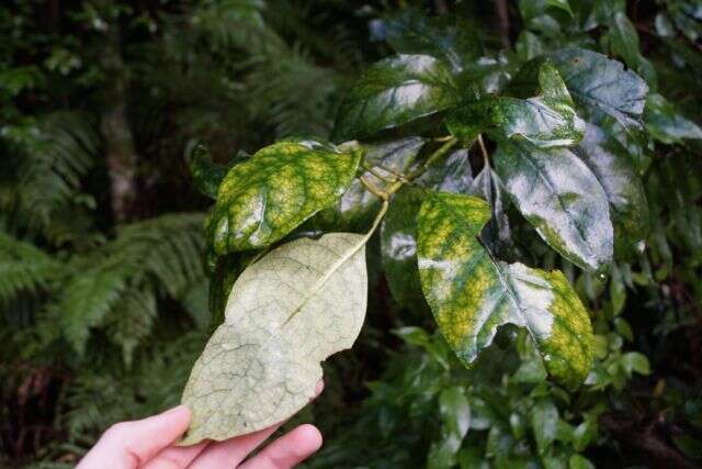 Imagem de Coprosma grandifolia Hook. fil.