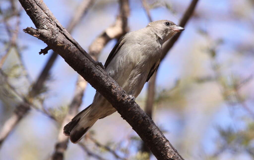 Image of Lesser Honeyguide