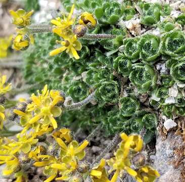 Image of Anadyr draba