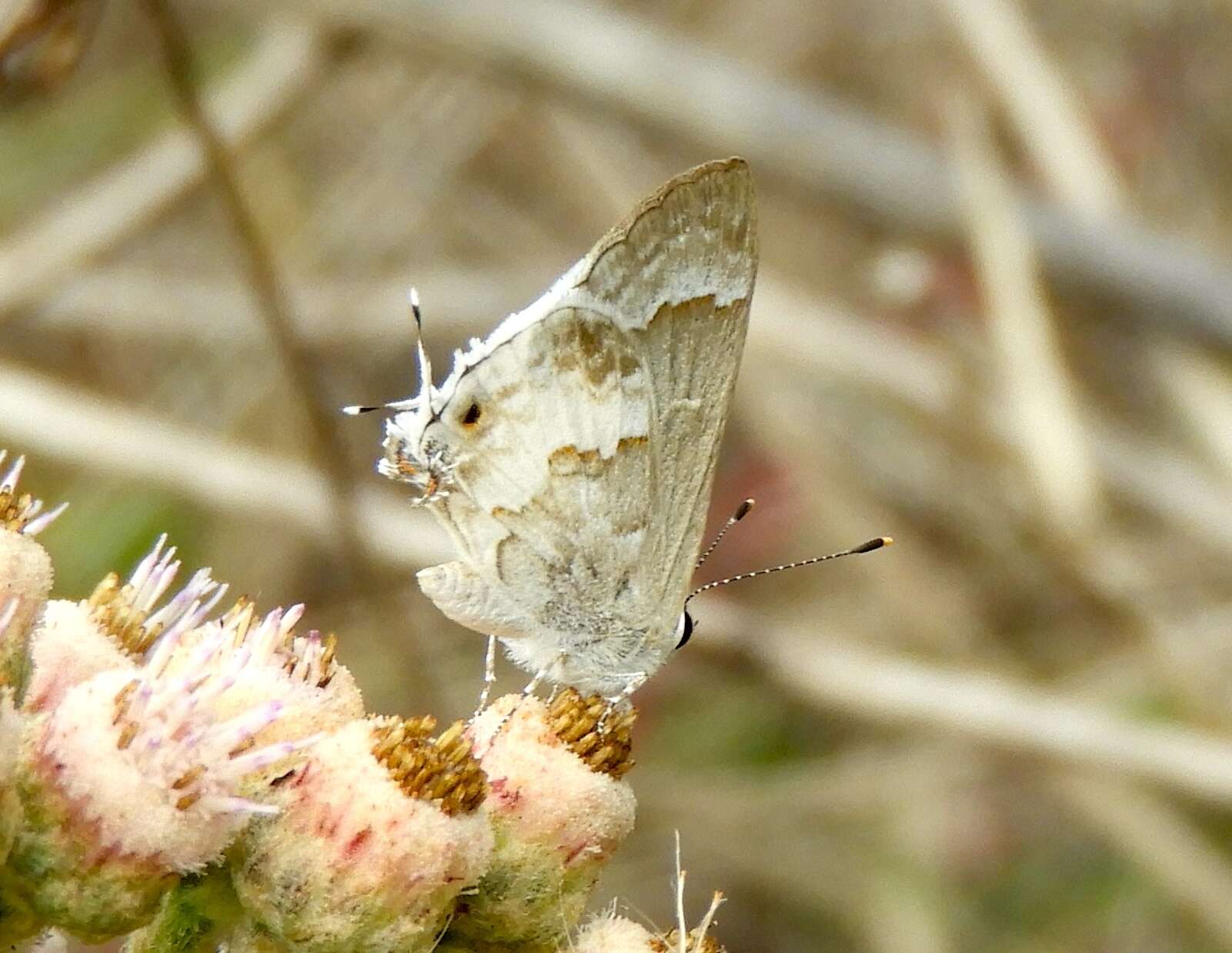 Image of White Scrub-Hairstreak