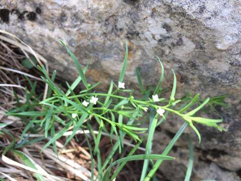 Image of Thesium alpinum L.