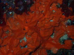 Image of encrusting orange sponge