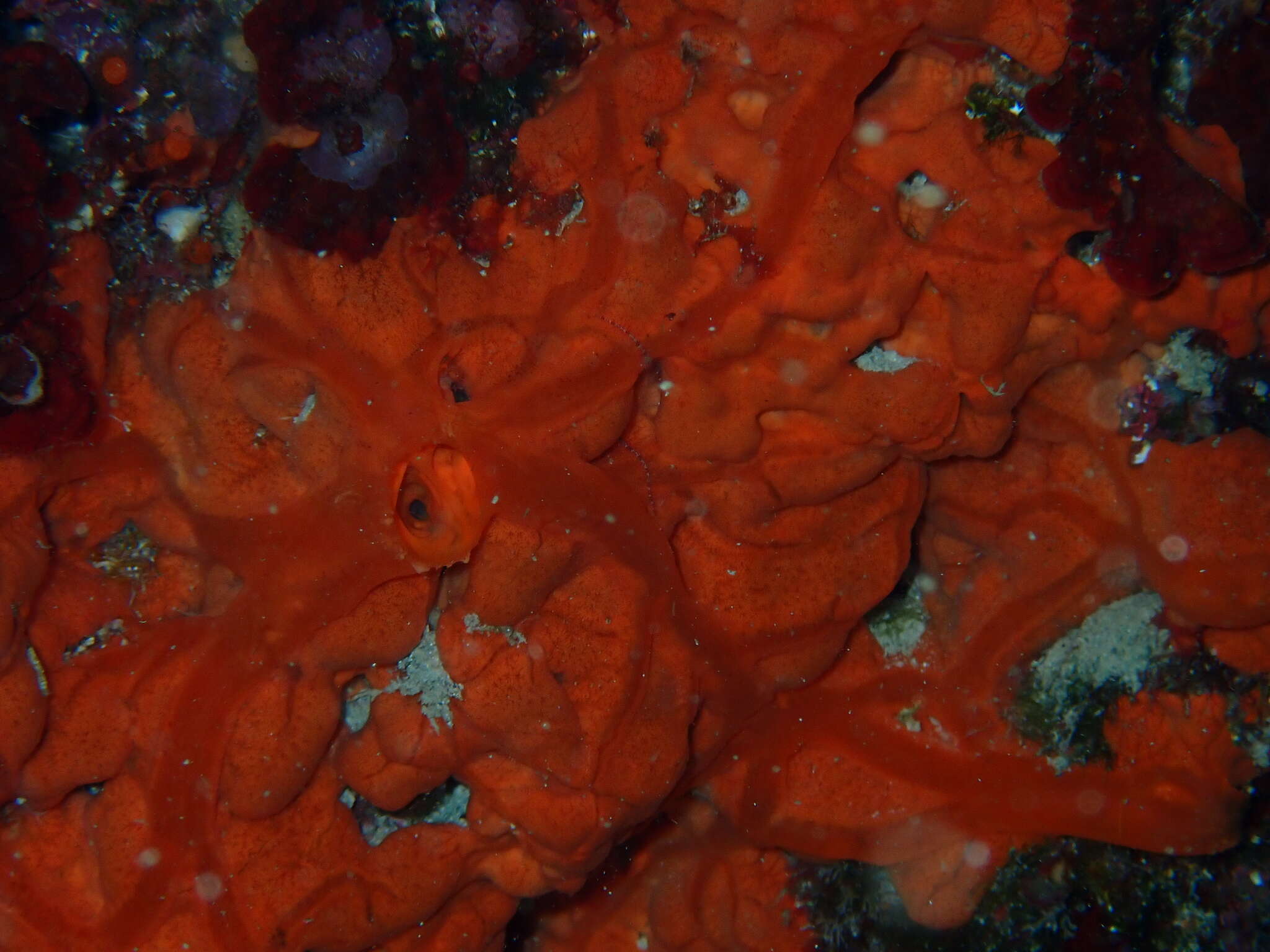 Image of encrusting orange sponge