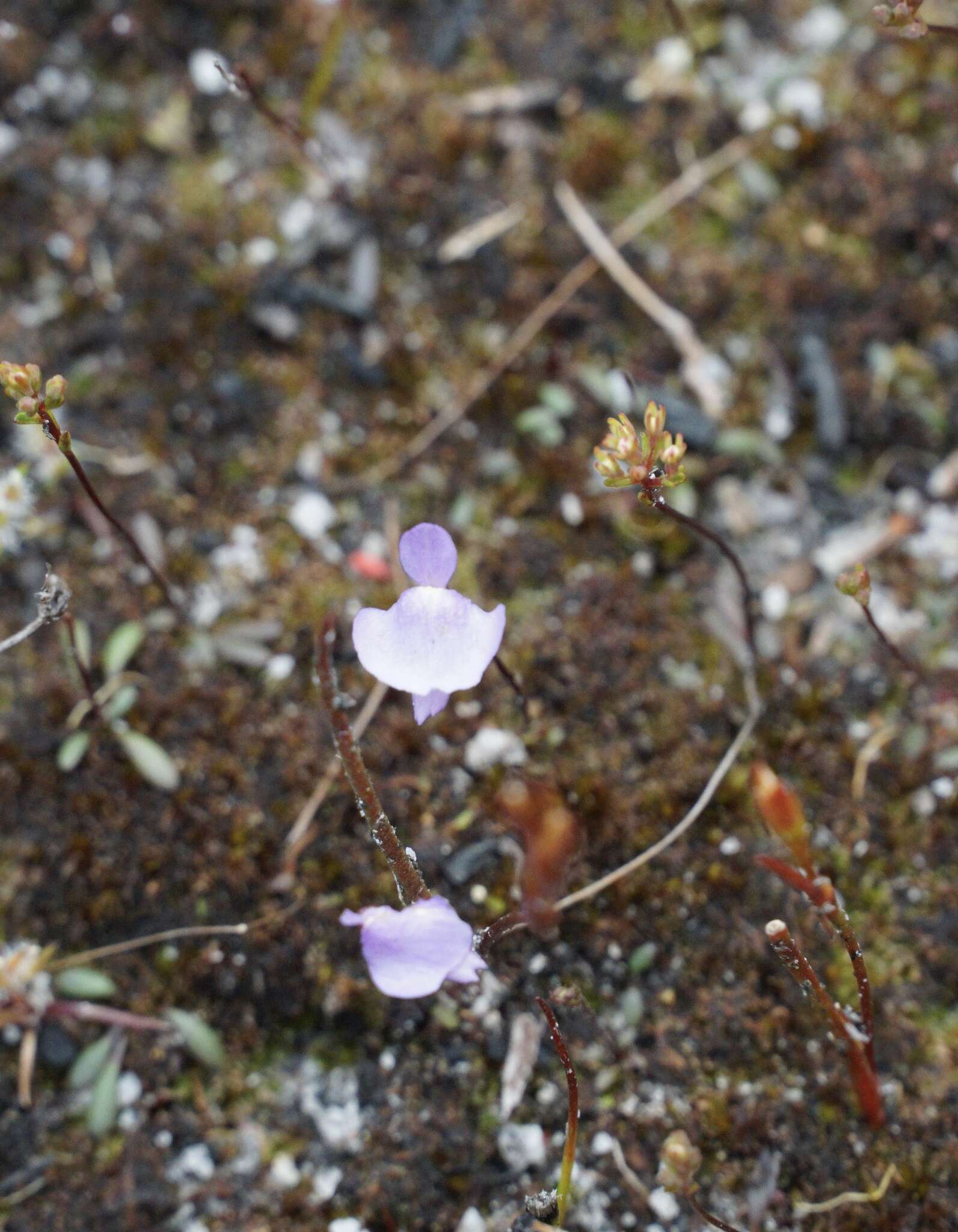 Image of Utricularia simplex R. Br.