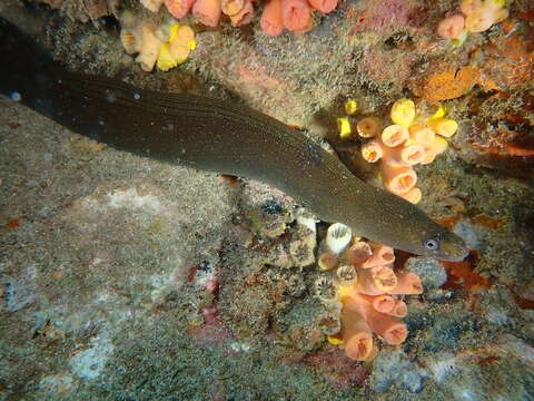 Image of Pebbletooth Moray