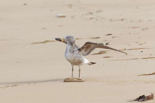 Image of Pacific Gull