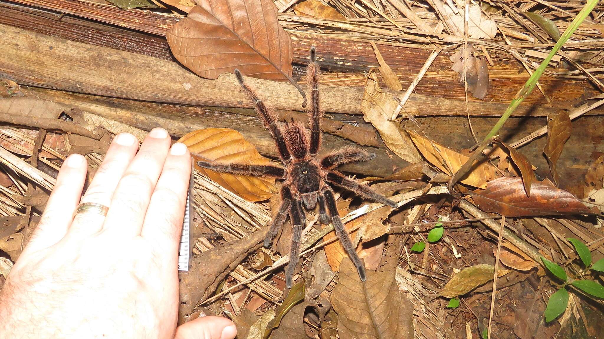 Image of Sericopelma generala Valerio 1980