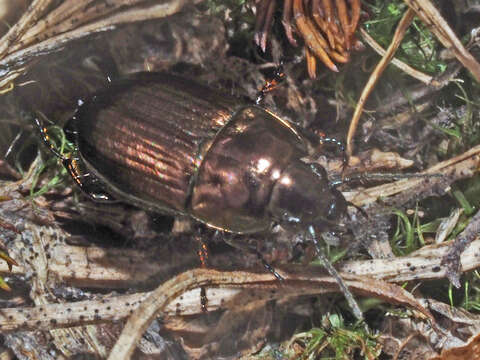 Amara (Amarocelia) erratica (Duftschmid 1812)的圖片