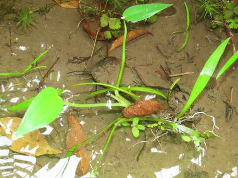 Image of Pontederia vaginalis Burm. fil.