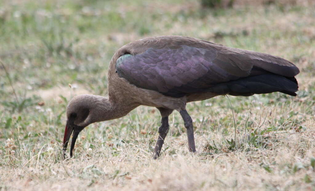 Image of Bostrychia Gray & GR 1847