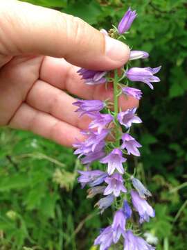 Imagem de Campanula bononiensis L.