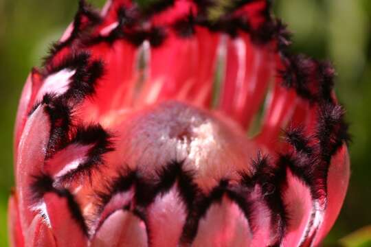 Image of Narrowleaf protea