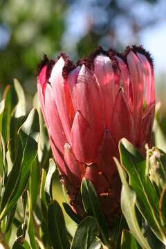 Image of Narrowleaf protea