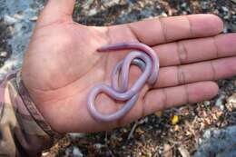 Image of Yucatecan Worm Snake