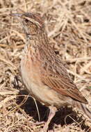 Image of Rufous-naped Lark