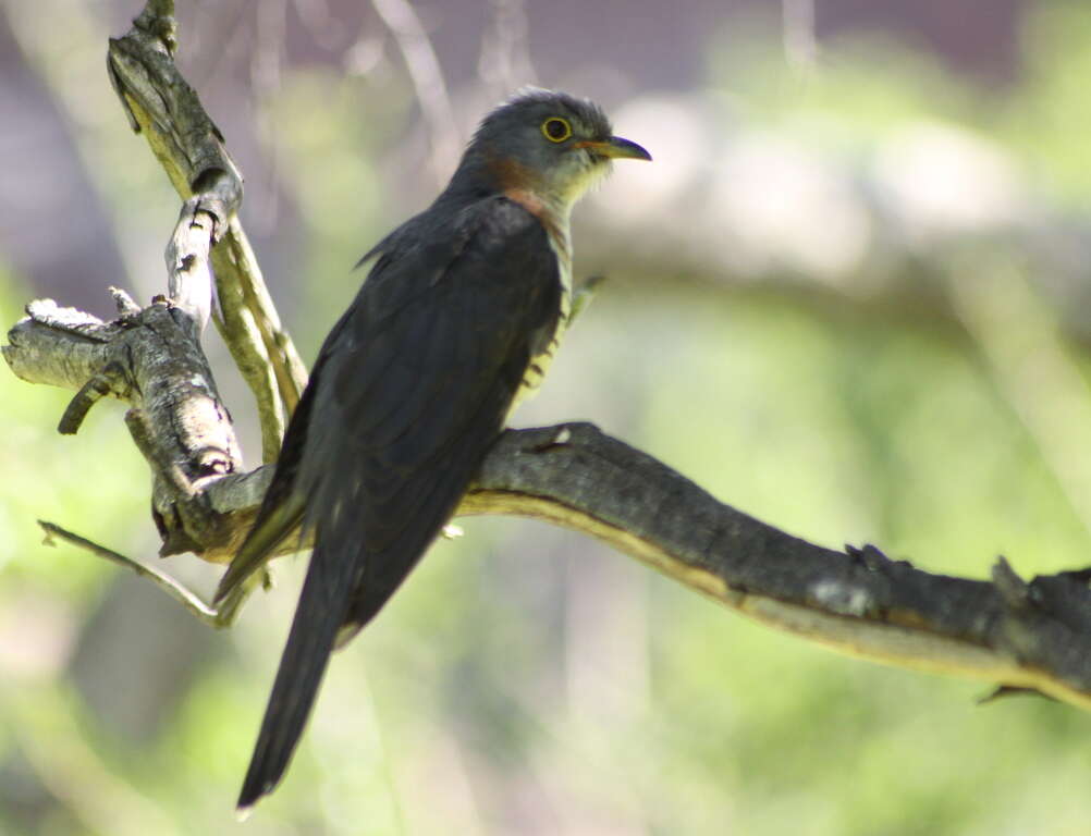 Image of Red-chested Cuckoo