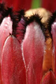 Image of Narrowleaf protea