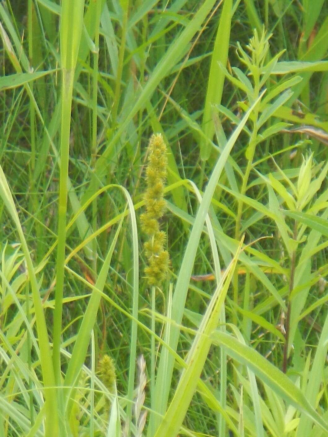 Image of Brown fox sedge