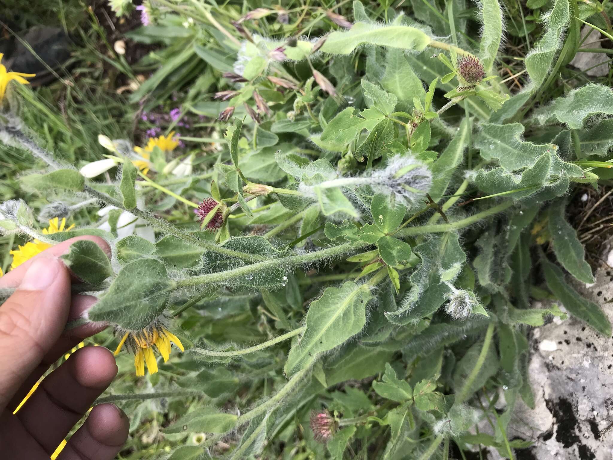 Image of woolly hawkweed