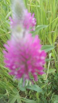 Imagem de Trifolium purpureum Loisel.