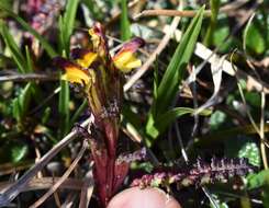 Image de Pedicularis flammea L.