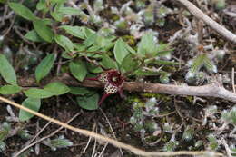 Image of Ceropegia australis (R. A. Dyer) Bruyns