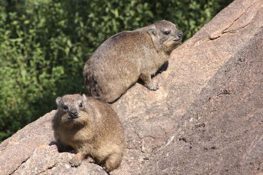 Image of Rock Hyrax