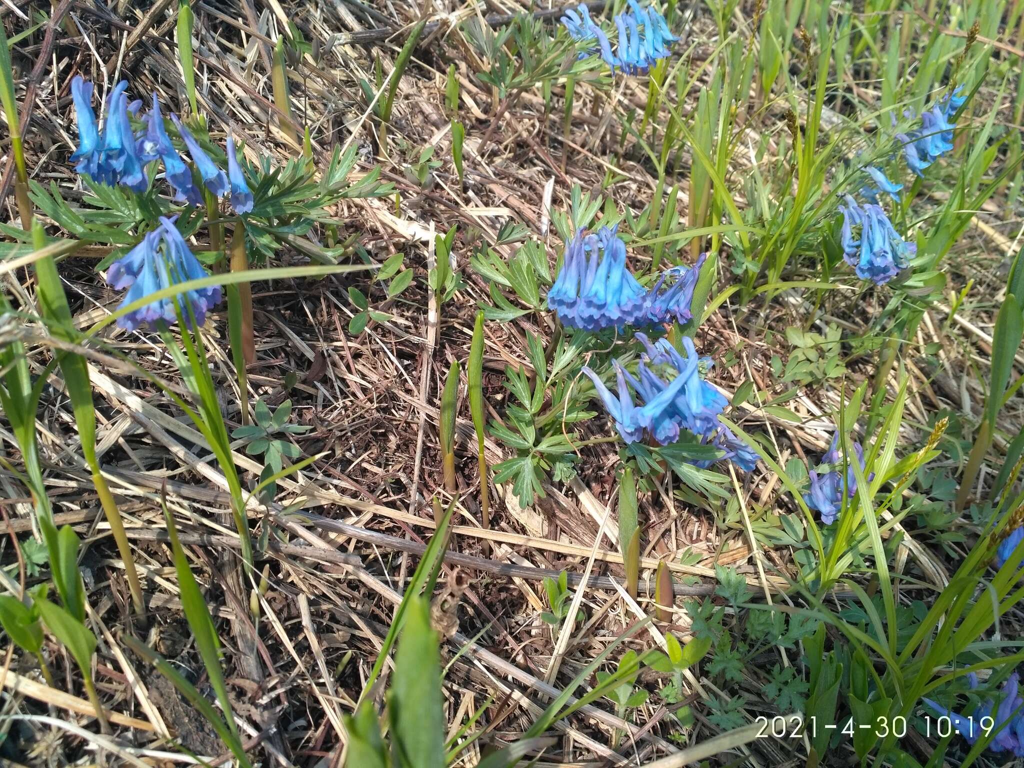 Imagem de Corydalis turtschaninovii Bess.