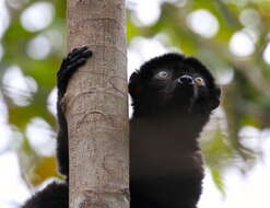 Image of Blue-eyed Black Lemur