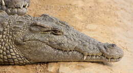 Image of Nile crocodile