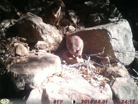 Image of Allied Rock Wallaby