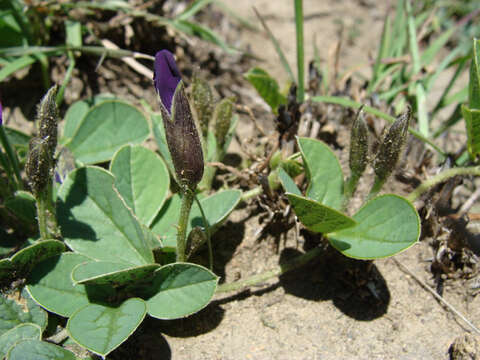 Image of Lemmon's cologania