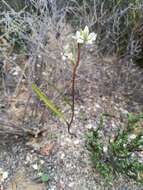 Disperis circumflexa subsp. aemula (Schltr.) J. C. Manning resmi