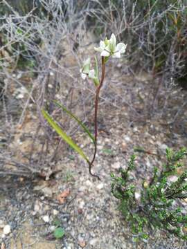 Image de Disperis circumflexa subsp. aemula (Schltr.) J. C. Manning